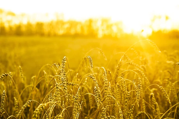 Espigas de trigo dorado sobre el campo — Foto de Stock