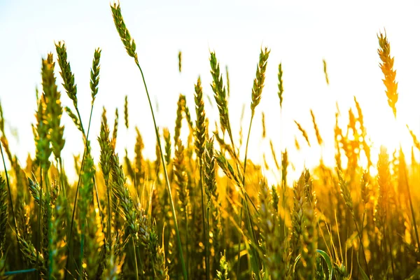 Зелені пшеничні вуха над полем — стокове фото
