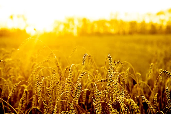 Gold wheat ears over field — Stock Photo, Image