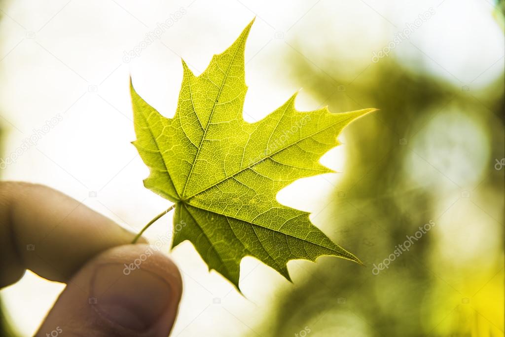 Hand holding leaf | Hand holding leaf — Stock Photo © borjomi88 #113201864