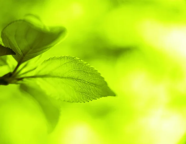 Hojas verdes frescas de primavera —  Fotos de Stock