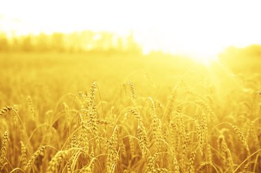 buğday kulakları alanın üzerinde