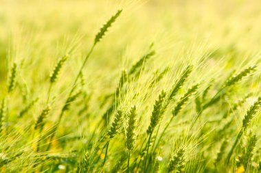 buğday kulakları alanın üzerinde