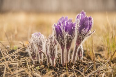  Mor genç çiçekler 