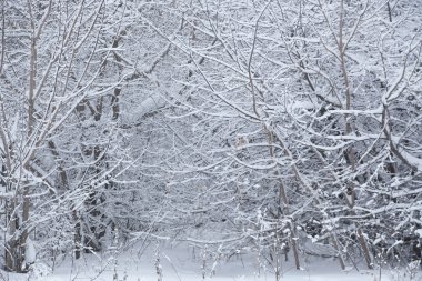 karlı kış, ağaçlar 