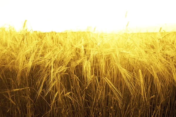 Pšenice uši nad polem — Stock fotografie