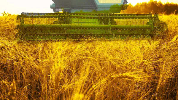 Máquina de colheita no campo de trigo — Fotografia de Stock