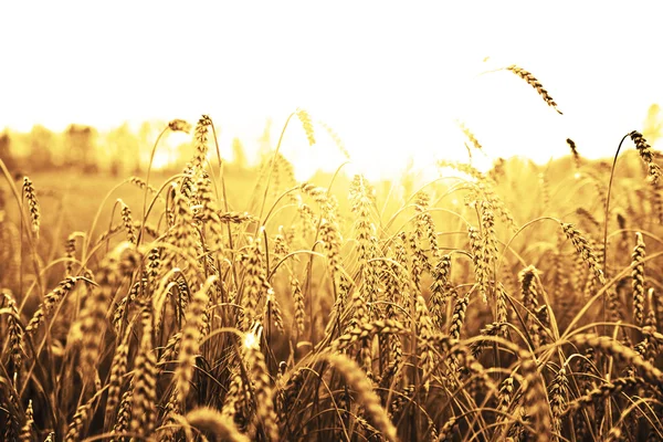 Wheat ears over field — Stock Photo, Image