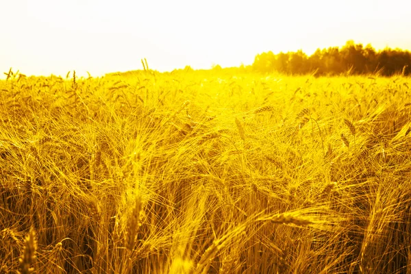 Tarwe oren over veld — Stockfoto