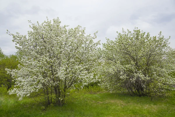 Frühlingsblumen blühende Apfelbäume — Stockfoto