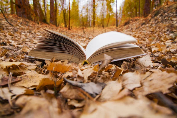 opened book  in autumn park