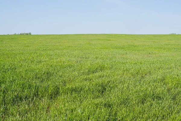 Prato con gras fresco verde — Foto Stock