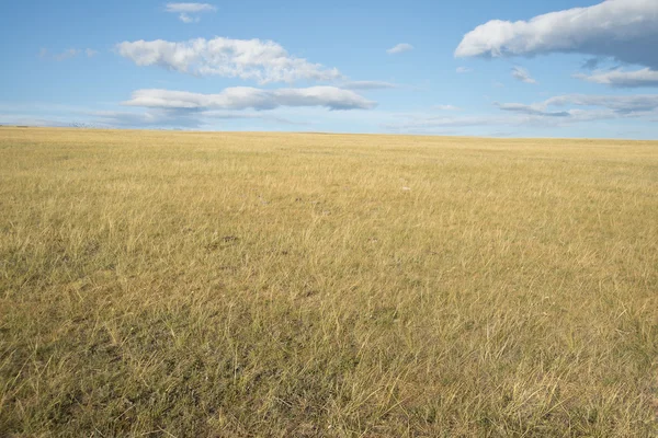 stock image  green and yellow dry grass