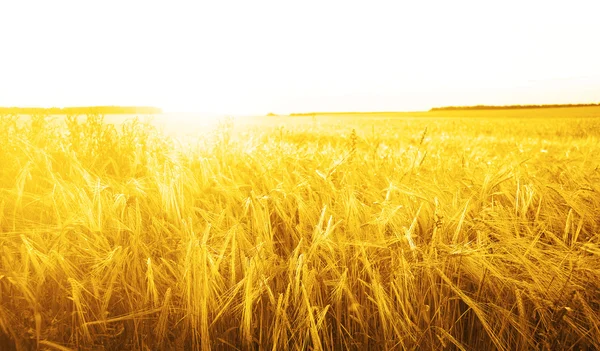 小麦幼穗域上 — 图库照片