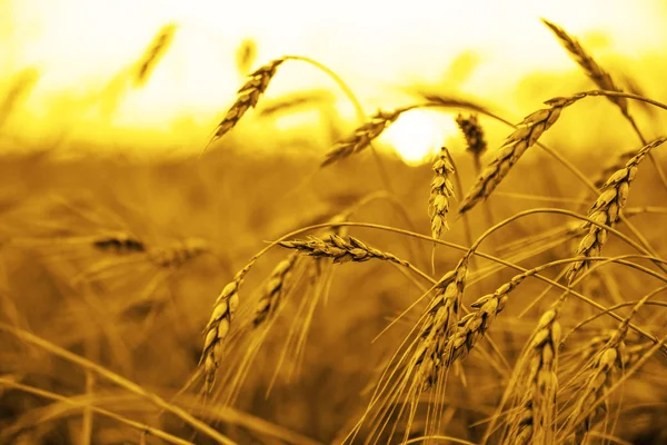 Wheat ears over field — Stock Photo, Image