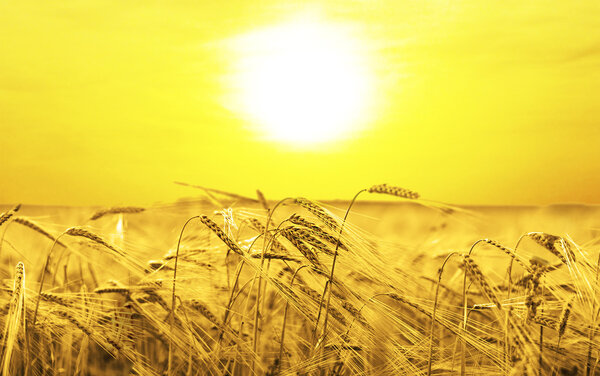 пшеничные уши над полем
