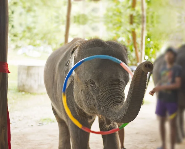 Elefánt játszik hula hoop — Stock Fotó