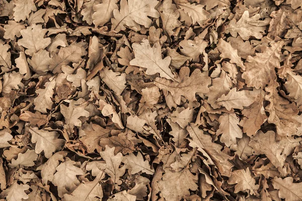 Foglie d'autunno nel parco autunnale — Foto Stock