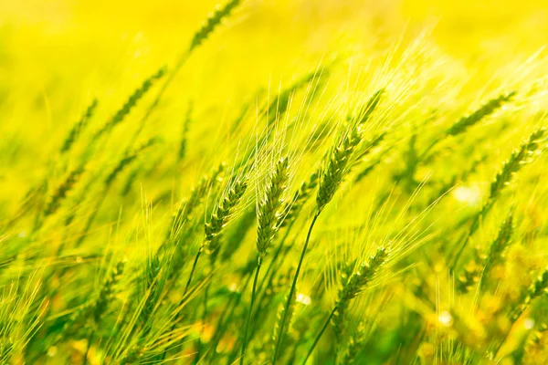 Espigas de trigo sobre campo — Foto de Stock