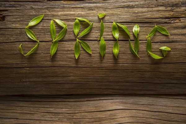 Mot printemps de jeunes feuilles — Photo