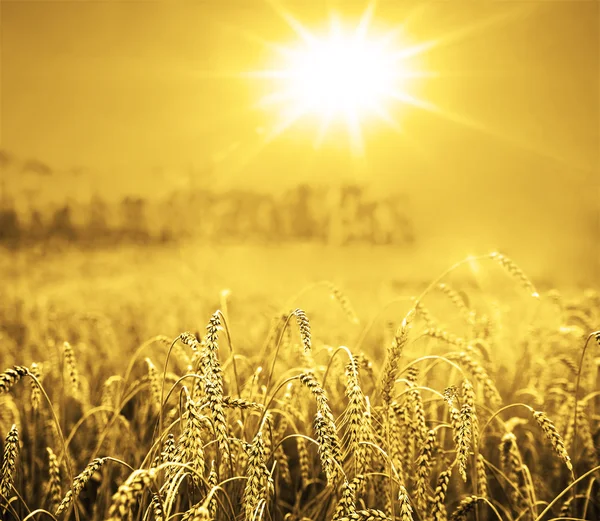 Пшеничні вуха над полем — стокове фото