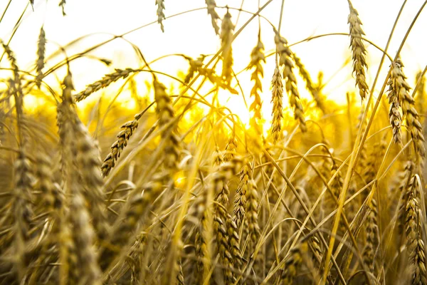 Пшеничные уши над полем — стоковое фото