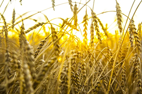 Wheat ears over field — Stock Photo, Image