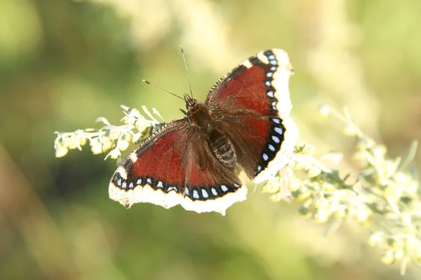 Beautiful brown red butterfly — Stock Photo, Image