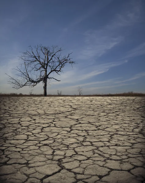 Baum auf rissiger Erde in der Wüste — Stockfoto