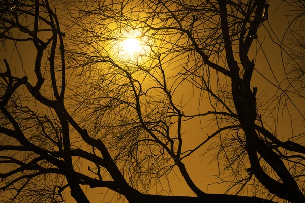 trees with dry dead branches