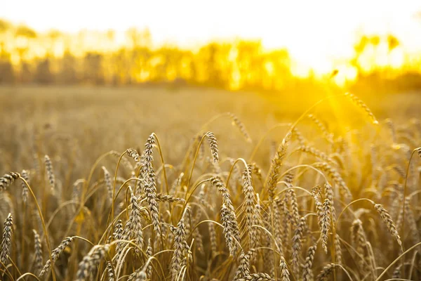 Пшеничні вуха над полем — стокове фото