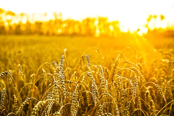 Espigas de trigo sobre campo — Fotografia de Stock