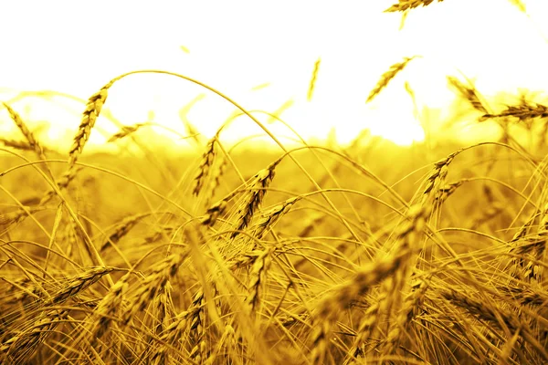 Wheat ears over field — Stock Photo, Image