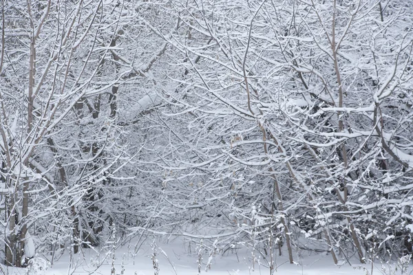 karlı kış, ağaçlar 