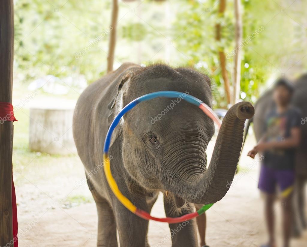 Elephant plays hula hoop