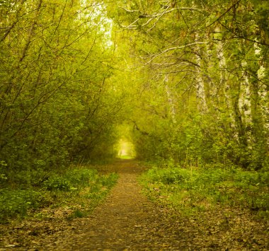 eski kayın ağaçlarının arasındaki yol 