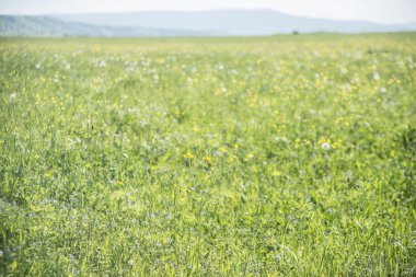 taze çiçekler alanıyla 
