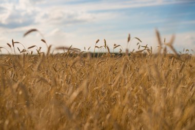 Sarı buğday alan kulakları olgunlaşma