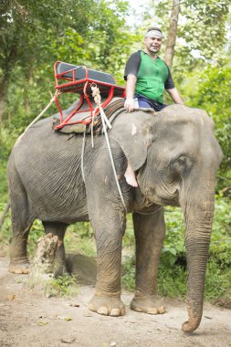  Turizm Tayland jungle binen. Chiang mai, yeşil yaz ormandaki yabani bir hayvan adam 