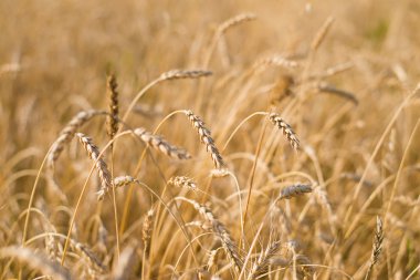 Sarı buğday alan kulakları olgunlaşma