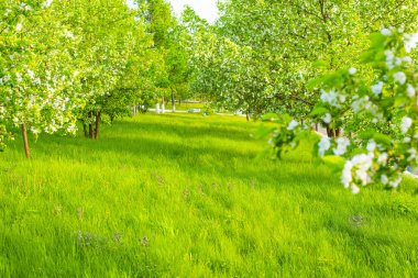  ağaçlar ve yeşil bahar çimen 