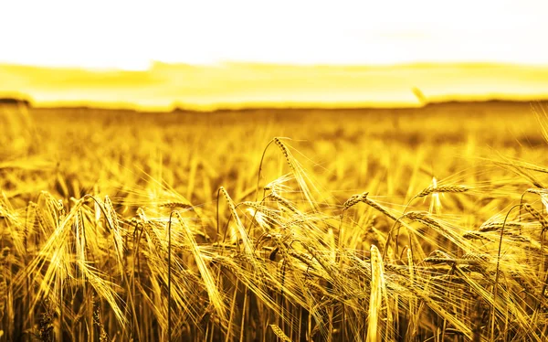 Espigas maduras de trigo amarillo —  Fotos de Stock