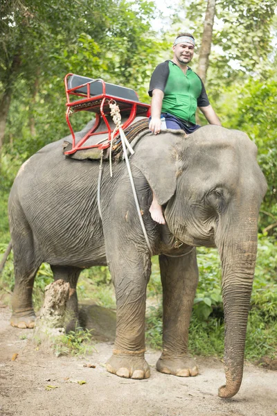 tourist on  jungle ride in Thailand.  Man on an wild animal in green summer forest at Chiang mai