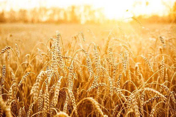 Spighe da maturazione del campo di grano giallo — Foto Stock