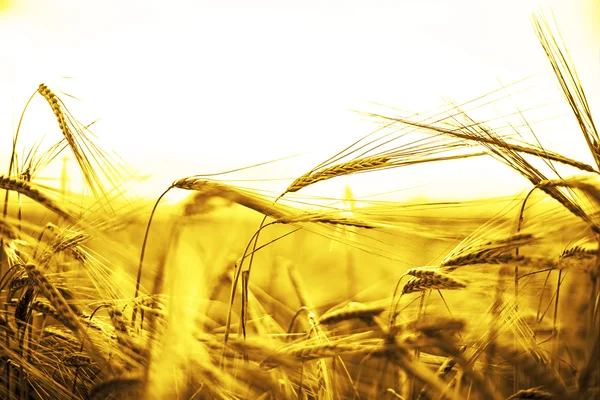 Espigas maduras de trigo amarillo —  Fotos de Stock