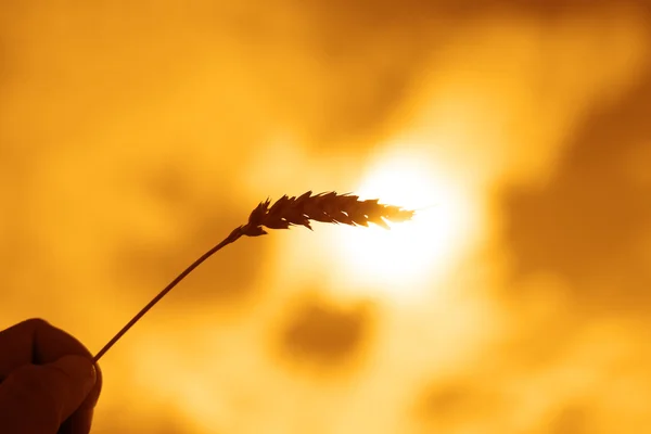 Hand holding wheat — Stock Photo, Image