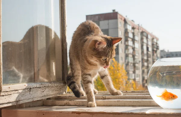 Gray funny Cat and golden Fish