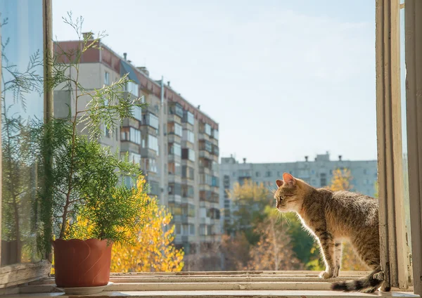 Carino gatto sul davanzale della finestra . — Foto Stock