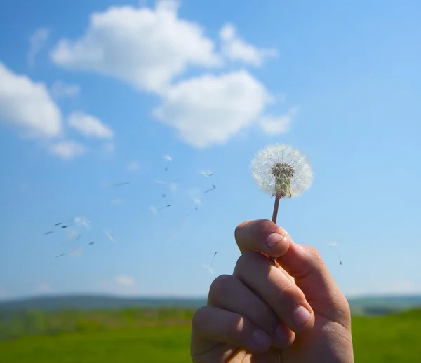 Ragazza che soffia dente di leone — Foto Stock