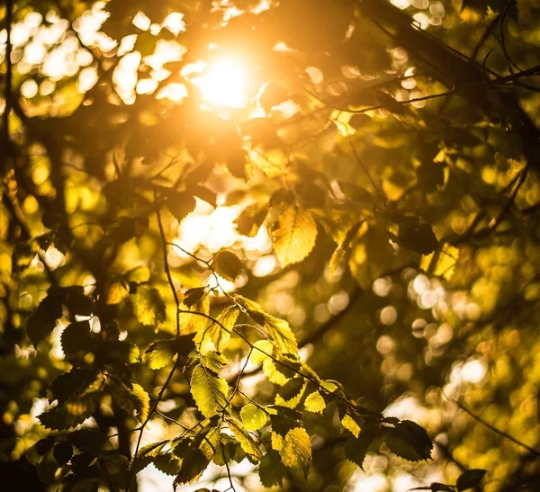 Hojas al atardecer de cerca —  Fotos de Stock